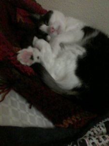 COCO ON AJS AFGHAN.jpg