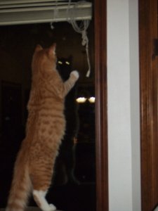 2010 0110202021002cutewindow.jpg