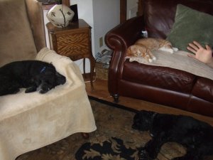 2010 01402020202020202catdog.jpg