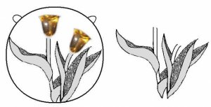 citrines1.jpg