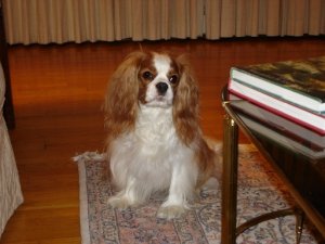 Charlie living room.jpg Charlie living room.jpg