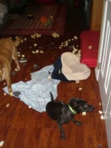 Roxy the shredder.jpg
