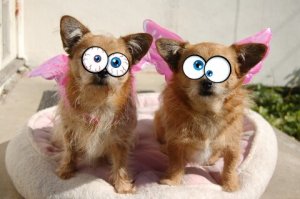 eyes.jpg