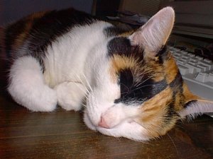 Snoozin.jpg