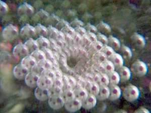 kaleidoscope1.png kaleidoscope1.png