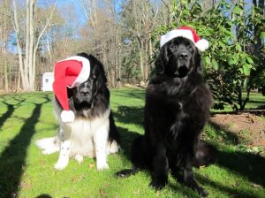 Dogs Christmas.jpg