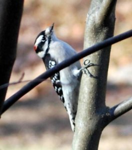 downey woodpecker.JPG downey woodpecker.JPG