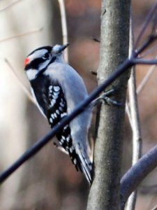 downey woodpecker 2.JPG downey woodpecker 2.JPG