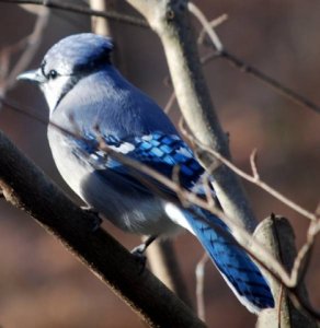 pretty pretty bluejay.jpg