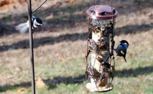 lil chickadees.jpg