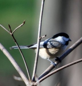 chickadee 111 resize.JPG