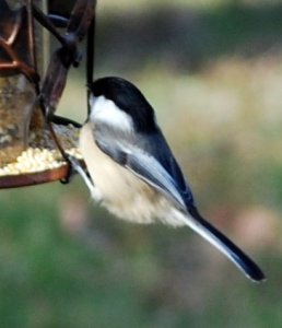 chickadee.jpg