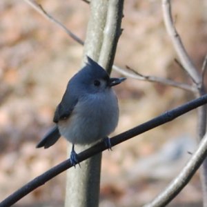 little fat bird.JPG