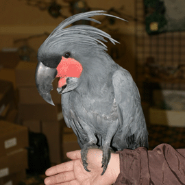 Cockatoo, Black Palm.gif