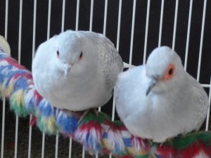 P1020132.JPG