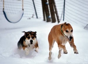 dogs in snow resize.jpg