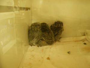 baby owls.JPG