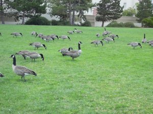 geese3.JPG