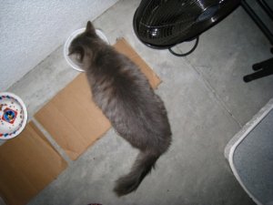 IMG_4454.JPG