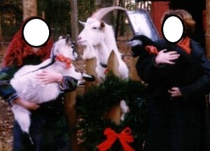 christmasgoats.jpg
