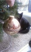 licoriceornament.jpg