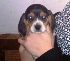 ournewpuppy.jpg ournewpuppy.jpg