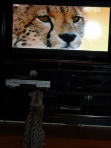 Maliik and cheetah.jpg