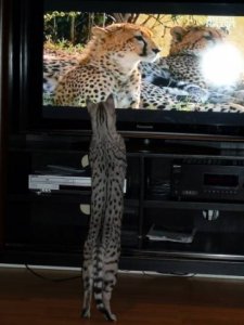 Maliik and cheetahs.jpg