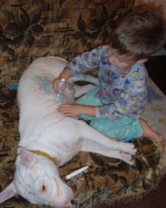 bull-terrier-pit-bull-extreme.jpg