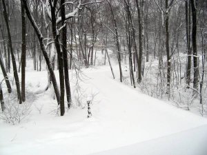 driveway snow 1-12-11.jpg