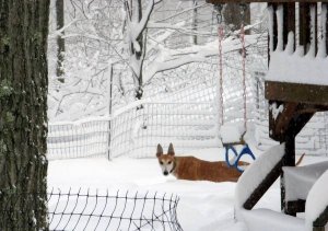 Jasp snow 1-12-11.JPG