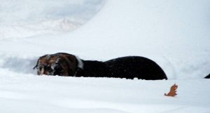 lucy deep snow.JPG
