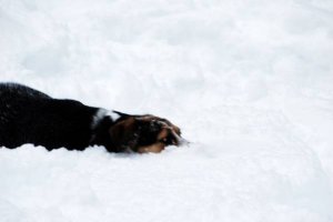 lucy swimming in snow.JPG