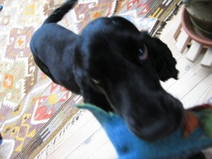 IMG_5701-dog.jpg