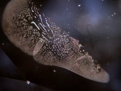 Fingerprint liquid inclusion.jpg