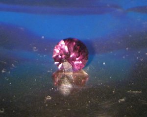 spinelatorium.jpg