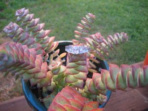 Succulent.jpg