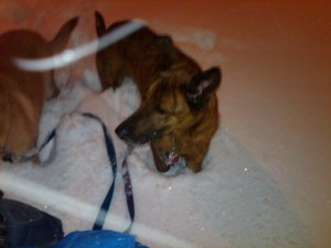 Oscar in snow 2.jpg