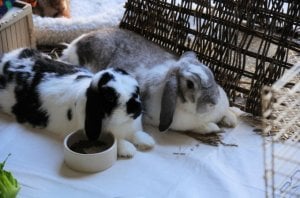 year of the rabbit.jpg