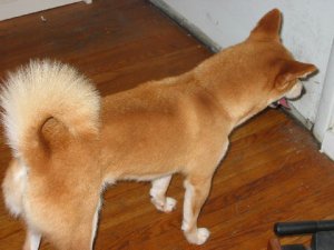 IMG0207.jpg