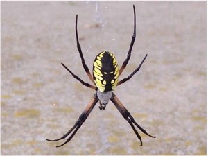 a spider 01.jpg