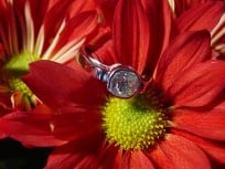 fffflower1.jpg