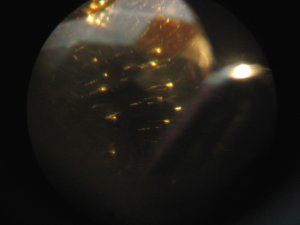 microscope.JPG