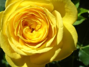 YellowRose.jpg