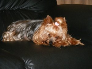 Tika relaxing on her couch.jpg
