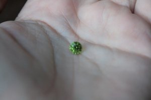 bespoke acorn peridot (9).jpg