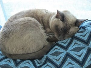 Pancakecat.jpg