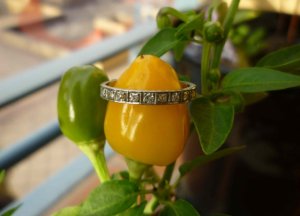 bb pinky ring 2.jpg