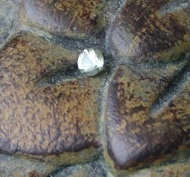 chrysoberyl up close.jpg chrysoberyl up close.jpg