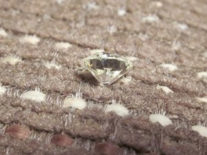 IMG_0004.JPG